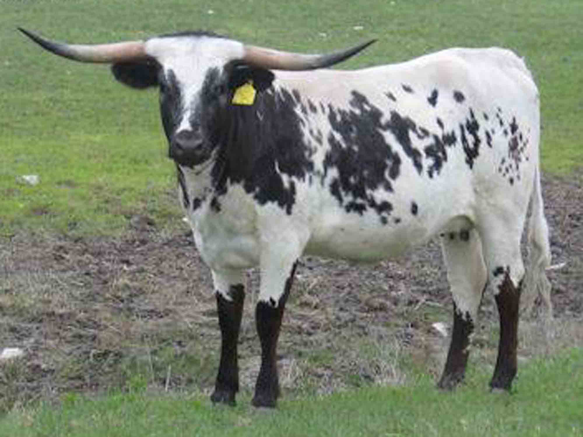 Rocking O Ranch - TTT Kit Kat